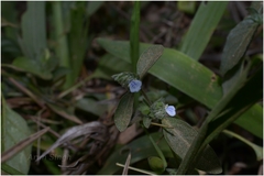 Rungia repens